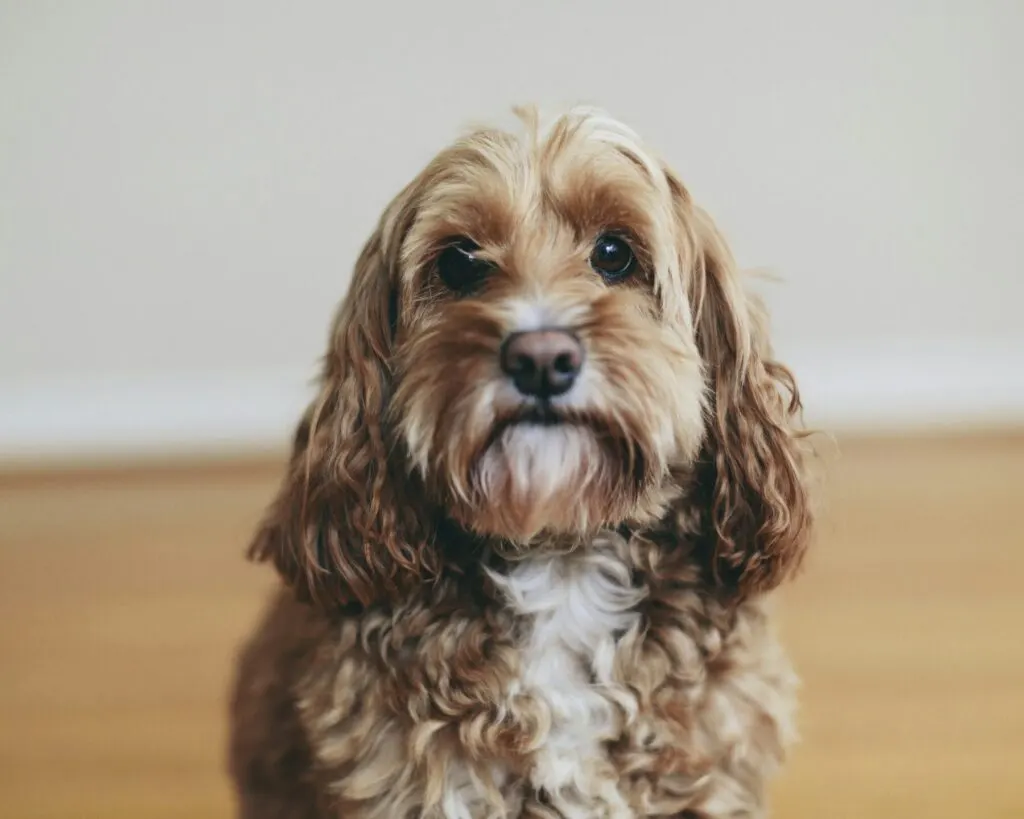 Optimisez votre boutique en ligne avec MyShopify pour animaux de compagnie